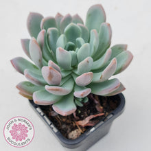 Load image into Gallery viewer, Pachyveria scheideckeri - John &amp; Norma&#39;s Succulents
