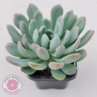 Pachyveria scheideckeri