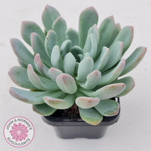 Load image into Gallery viewer, Pachyveria scheideckeri - John &amp; Norma&#39;s Succulents
