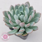Pachyveria scheideckeri