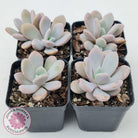 Graptoveria Snow Peach
