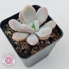 Graptoveria Snow Peach