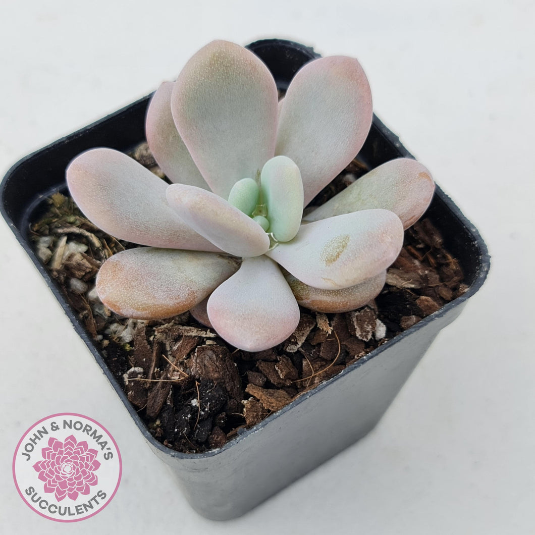 Graptoveria Snow Peach - John & Norma's Succulents