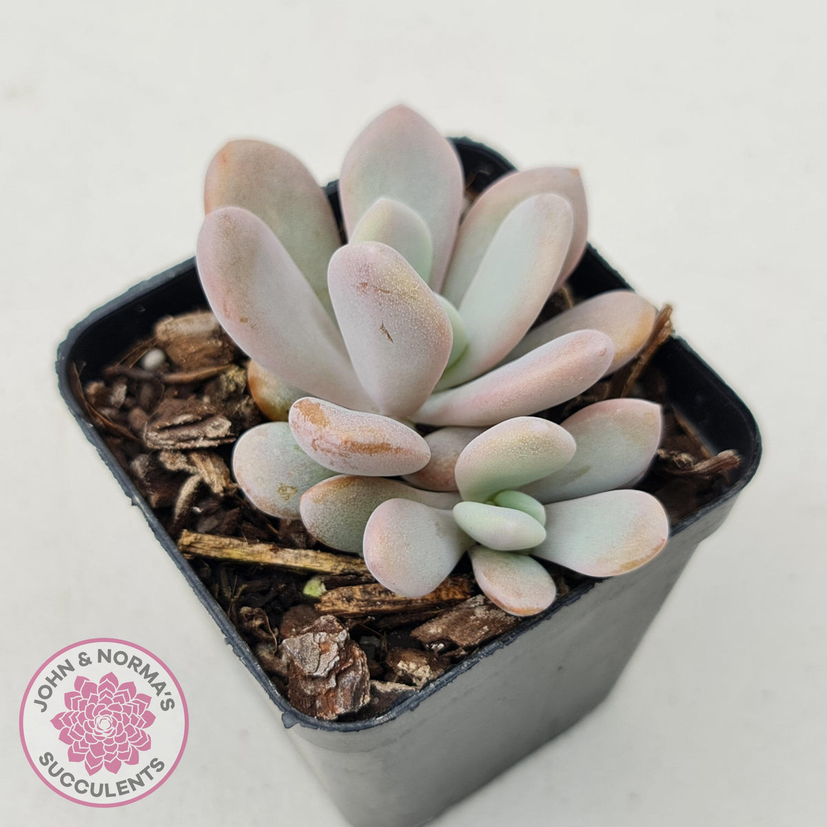 Graptoveria Snow Peach