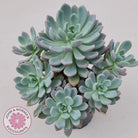 Pachyveria scheideckeri