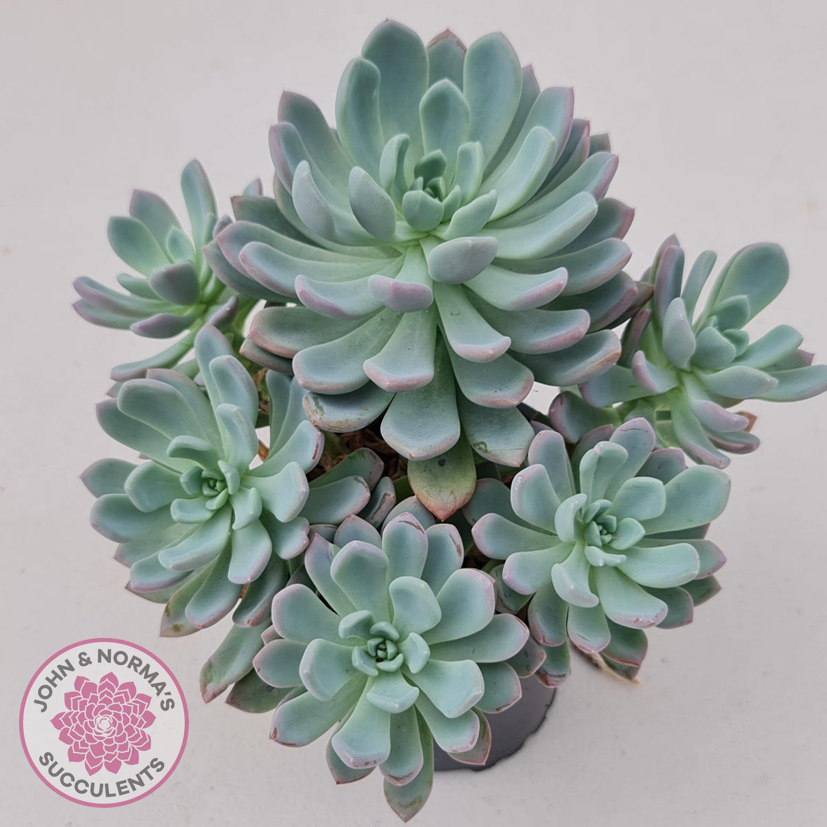 Pachyveria scheideckeri