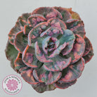 Echeveria Beyonce Rainbow Variegated (Lg)