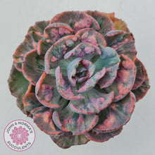 Load image into Gallery viewer, Echeveria Beyonce Rainbow Variegated - John &amp; Norma&#39;s Succulents
