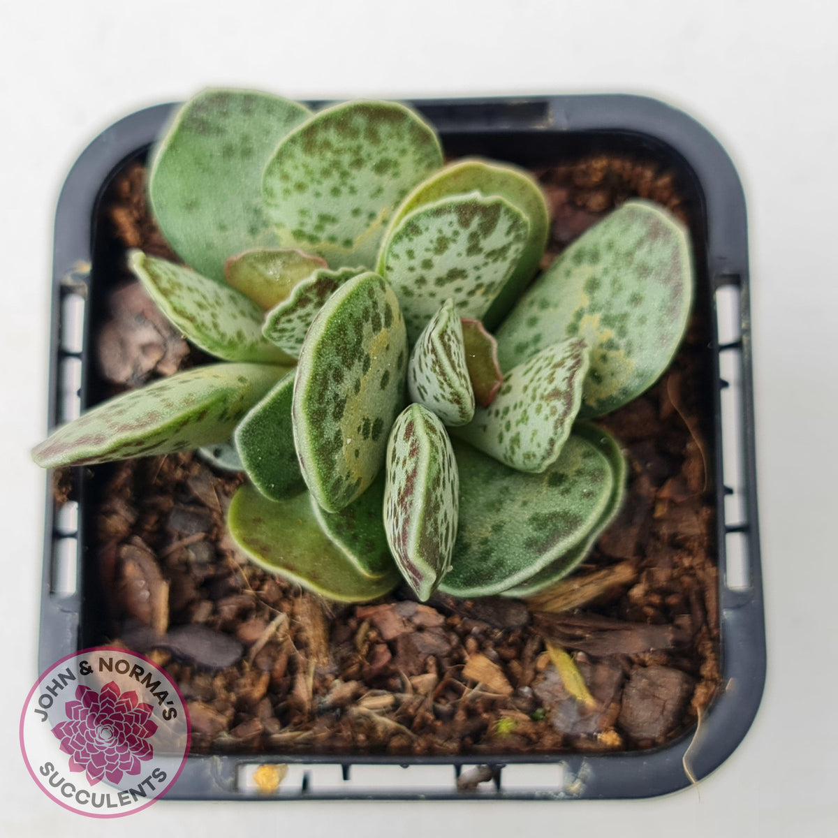 Adromischus Silver Tube