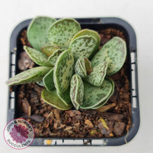 Load image into Gallery viewer, Adromischus Silver Tube - John &amp; Norma&#39;s Succulents
