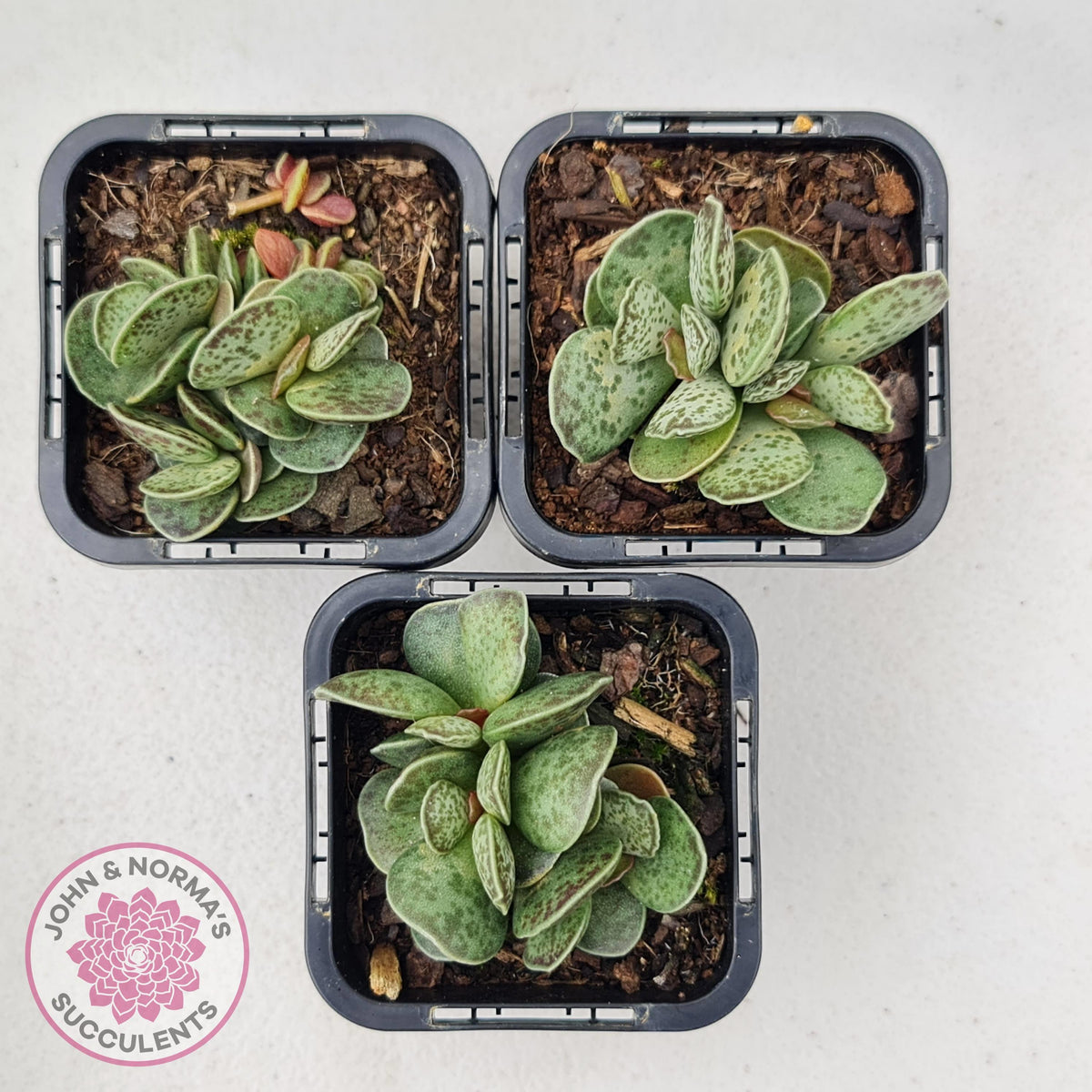 Adromischus Silver Tube