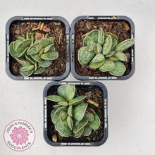 Load image into Gallery viewer, Adromischus Silver Tube - John &amp; Norma&#39;s Succulents
