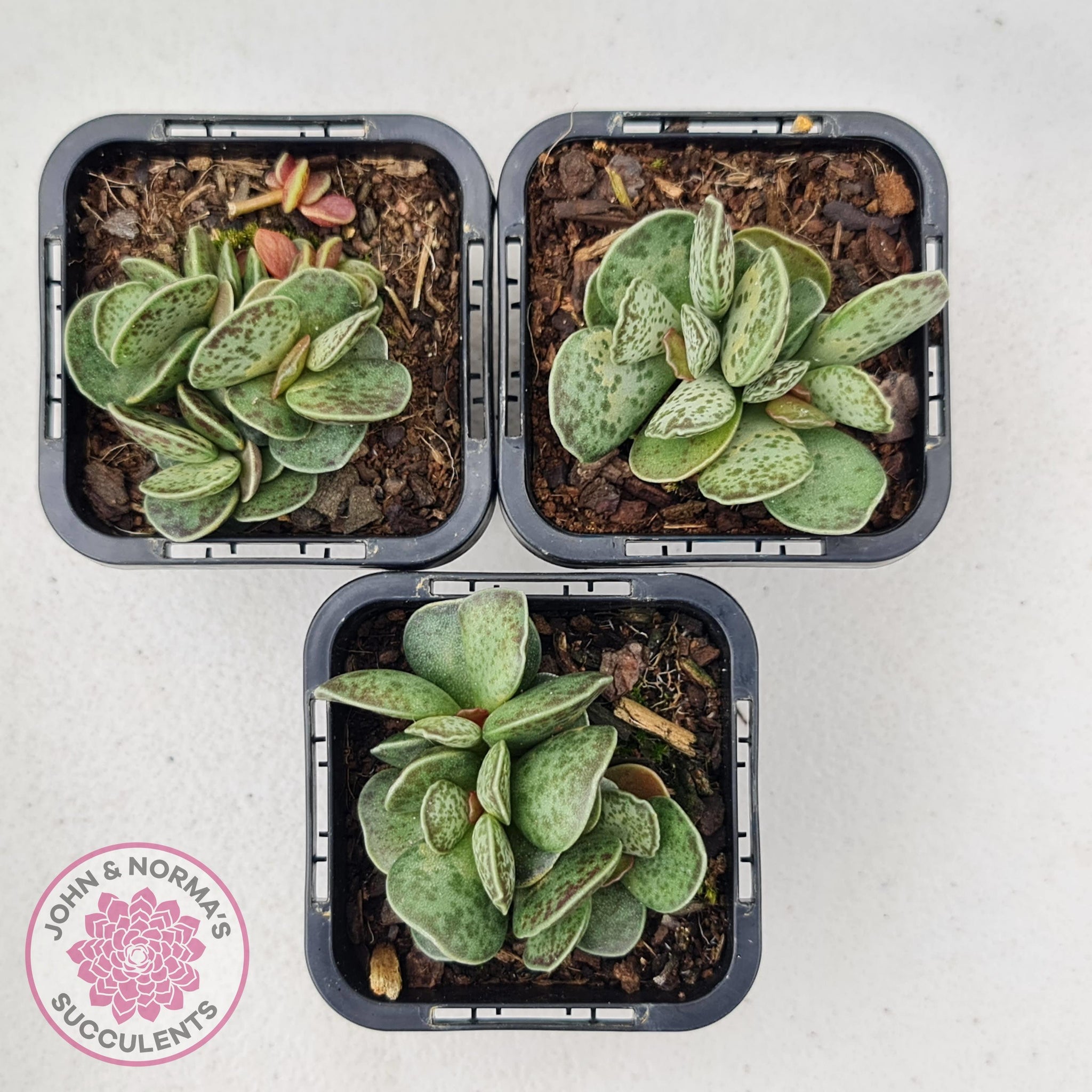 succulent with tubes Buy Adromischus Silver Tube Australia