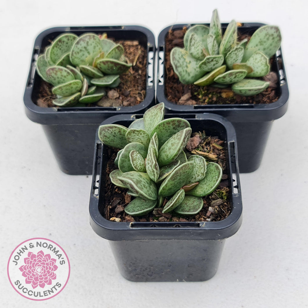 Adromischus Silver Tube - John & Norma's Succulents