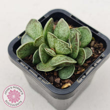 Load image into Gallery viewer, Adromischus Silver Tube - John &amp; Norma&#39;s Succulents
