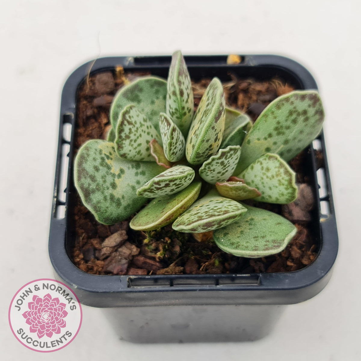 Adromischus Silver Tube