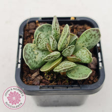 Load image into Gallery viewer, Adromischus Silver Tube - John &amp; Norma&#39;s Succulents
