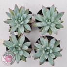 Pachyphytum compactum - White form