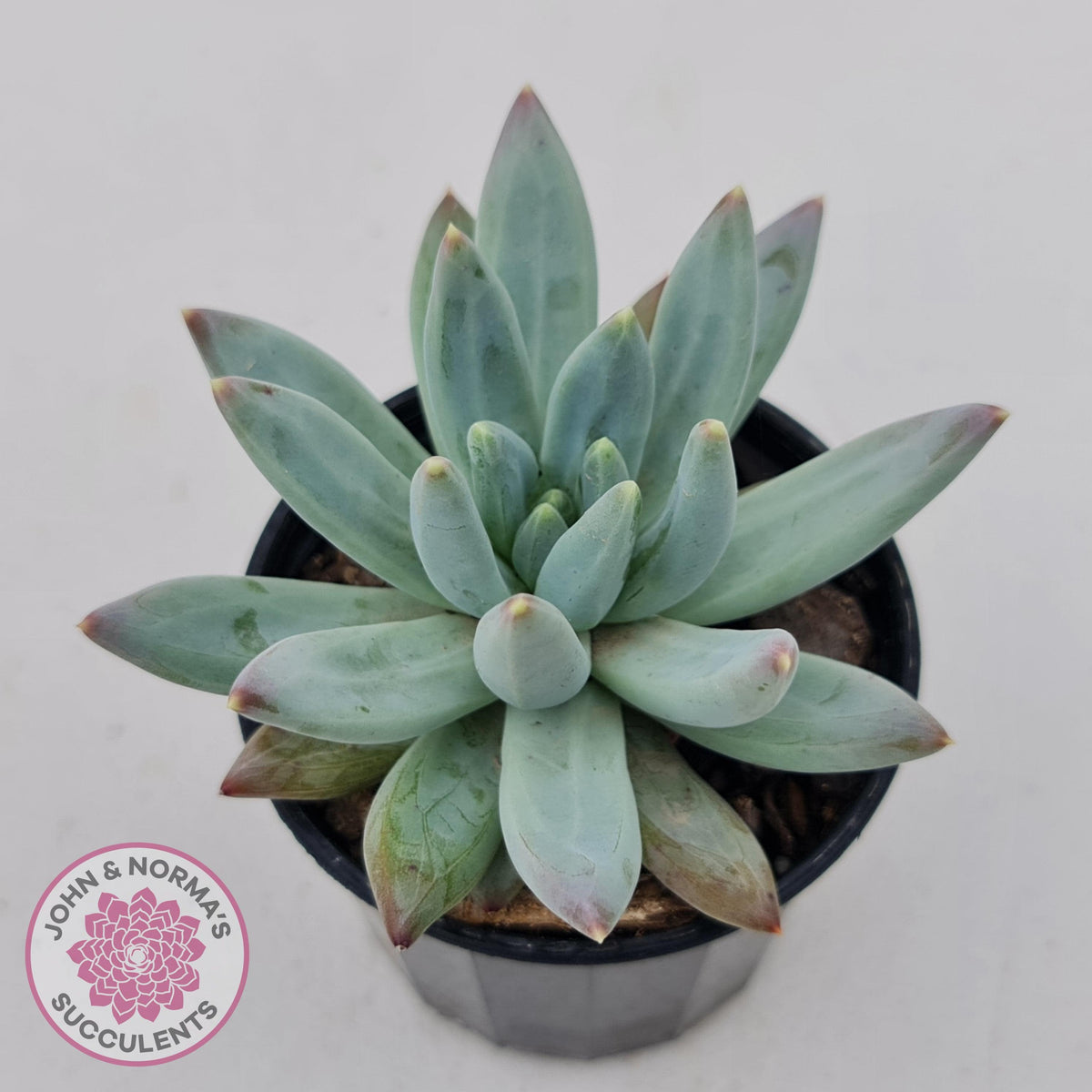 Pachyphytum compactum - White form