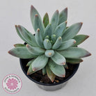 Pachyphytum compactum - White form