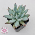Pachyphytum compactum - White form