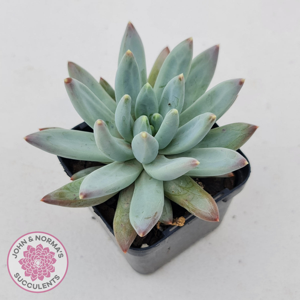 Pachyphytum compactum - White form