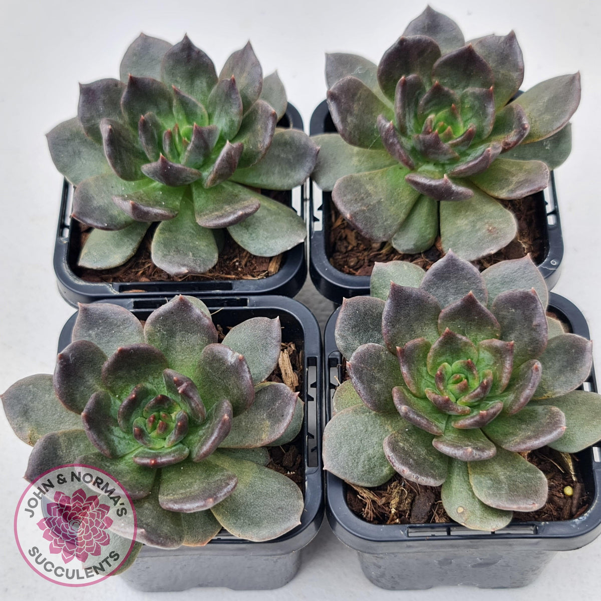 Echeveria 'Red Prince'