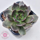 Echeveria 'Red Prince'