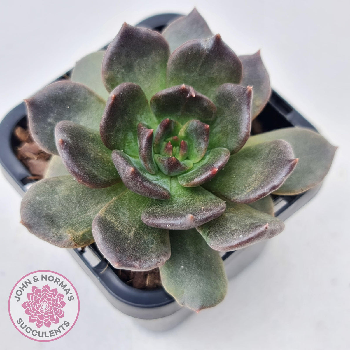 Echeveria 'Red Prince'