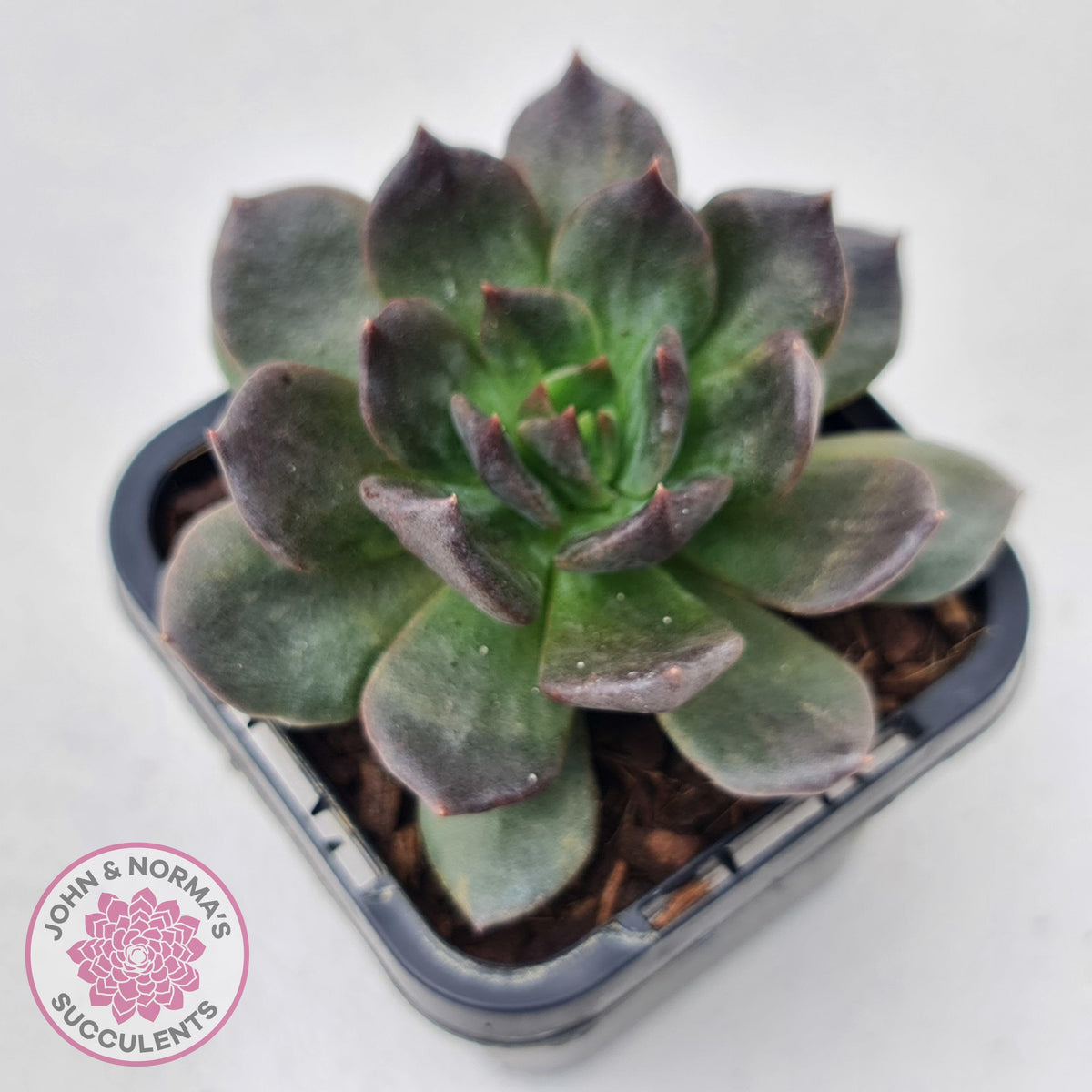 Echeveria 'Red Prince'