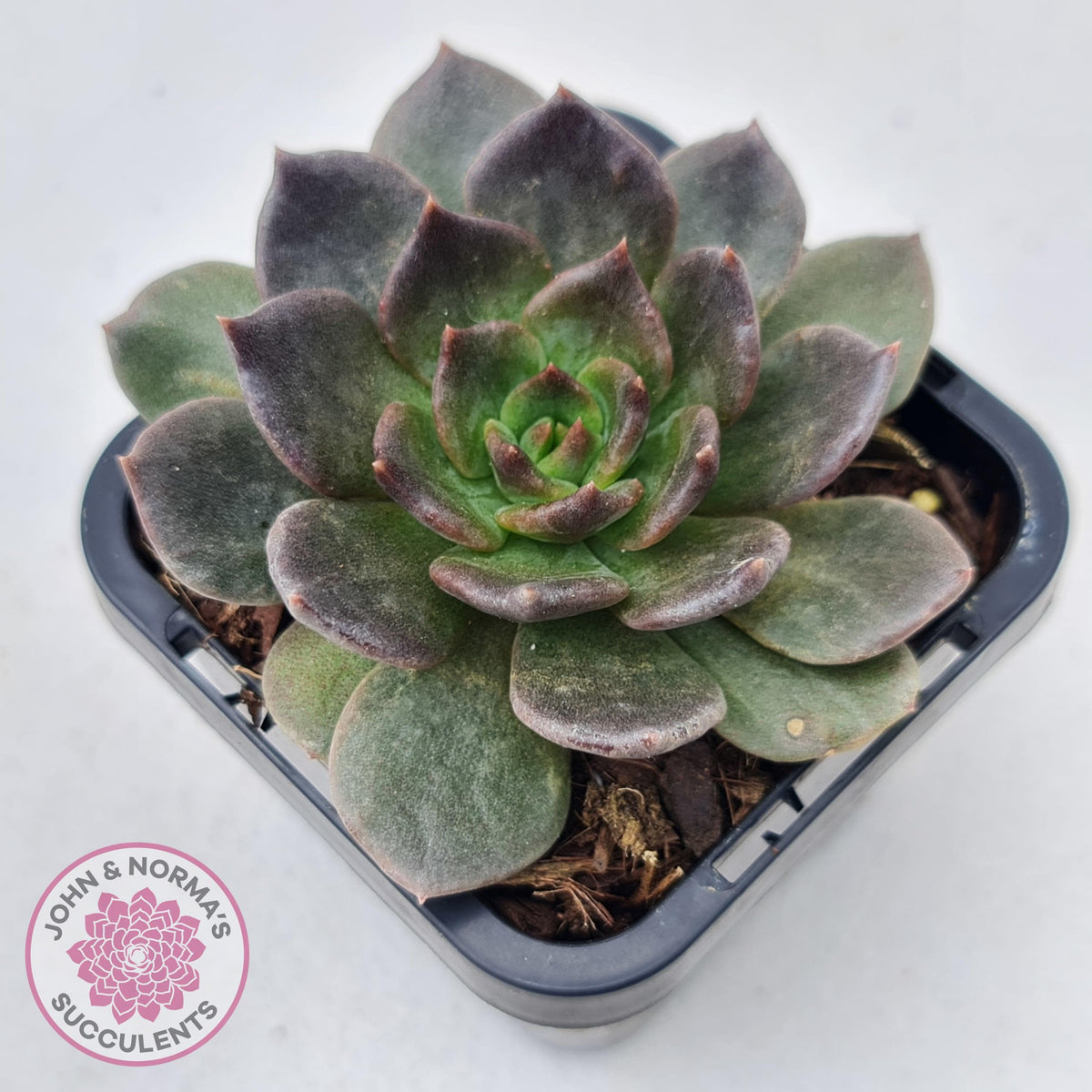 Echeveria 'Red Prince'