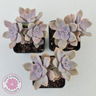 Graptopetalum 'Purple Delight' aka Graptoveria Crystal