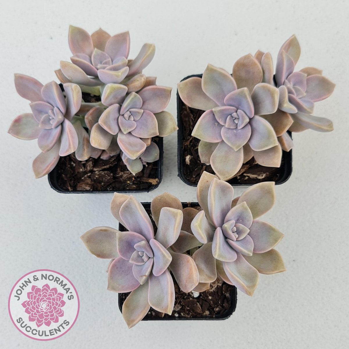 Graptopetalum 'Purple Delight' aka Graptoveria Crystal