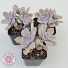 Graptopetalum 'Purple Delight' aka Graptoveria Crystal