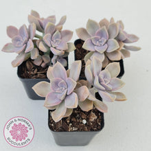 Load image into Gallery viewer, Graptopetalum &#39;Purple Delight&#39; - Graptoveria Crystal - John &amp; Norma&#39;s Succulents
