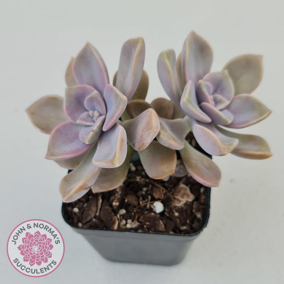 Graptopetalum 'Purple Delight' aka Graptoveria Crystal