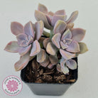 Graptopetalum 'Purple Delight' aka Graptoveria Crystal