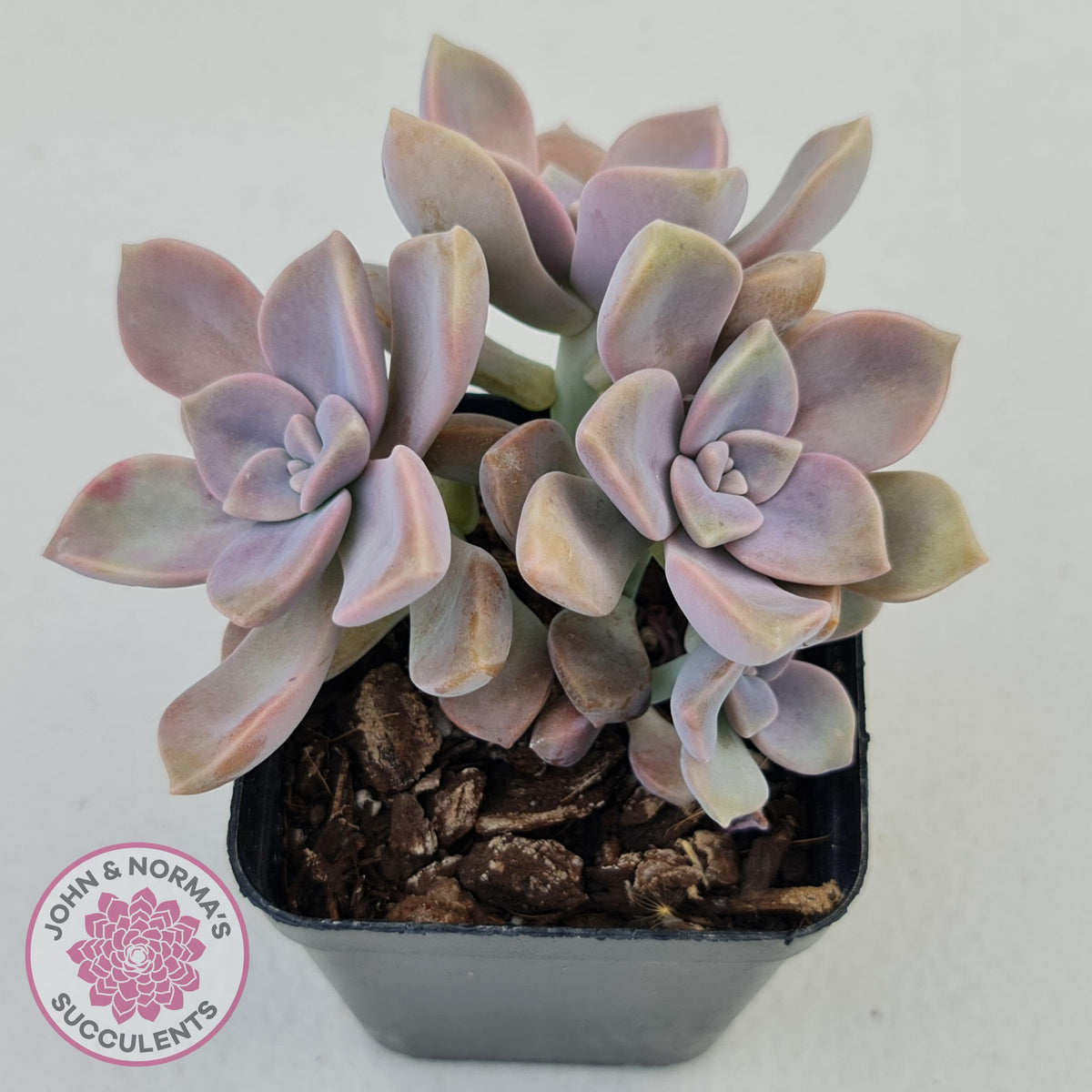 Graptopetalum 'Purple Delight' aka Graptoveria Crystal