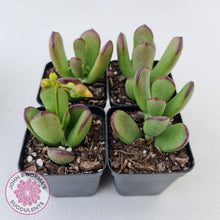 Load image into Gallery viewer, Cotyledon sp. (Fat Leaf Form) - John &amp; Norma&#39;s Succulents
