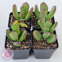 Load image into Gallery viewer, Cotyledon sp. (Fat Leaf Form) - John &amp; Norma&#39;s Succulents
