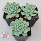 Echeveria elegans 'Mexican Snowball'