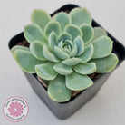 Echeveria elegans 'Mexican Snowball'