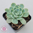 Echeveria elegans 'Mexican Snowball'