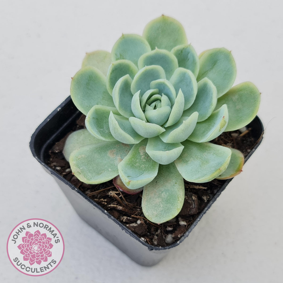 Echeveria elegans 'Mexican Snowball'