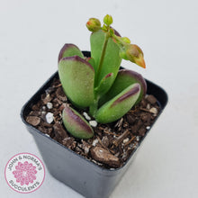 Load image into Gallery viewer, Cotyledon sp. (Fat Leaf Form) - John &amp; Norma&#39;s Succulents
