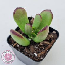 Load image into Gallery viewer, Cotyledon sp. (Fat Leaf Form) - John &amp; Norma&#39;s Succulents
