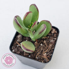 Load image into Gallery viewer, Cotyledon sp. (Fat Leaf Form) - John &amp; Norma&#39;s Succulents
