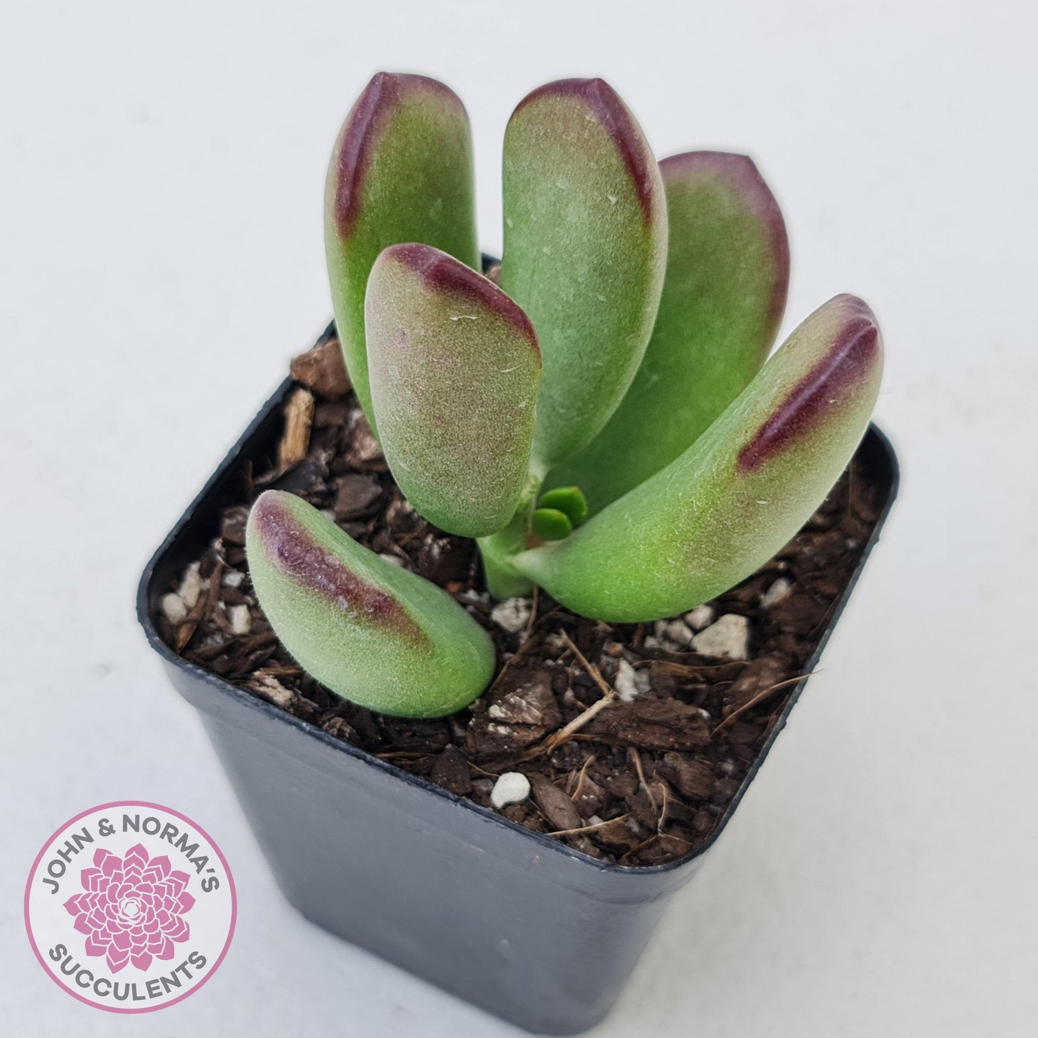 succulent fat leaves Buy Cotyledon sp. Fat Leaf Form Australia