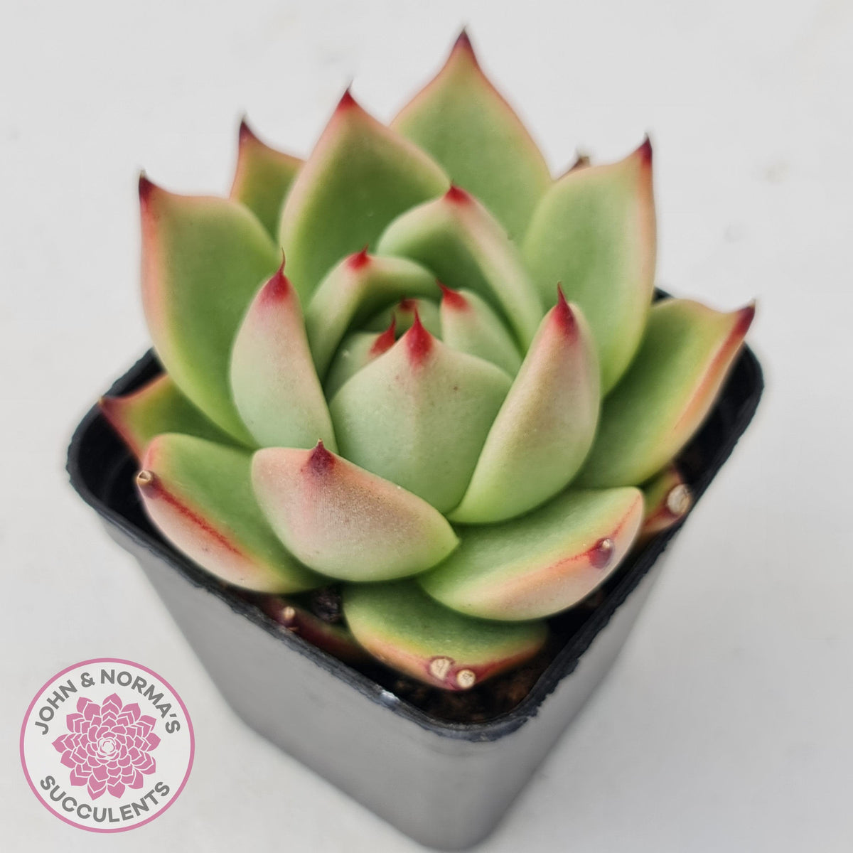 Echeveria Blue Dragon
