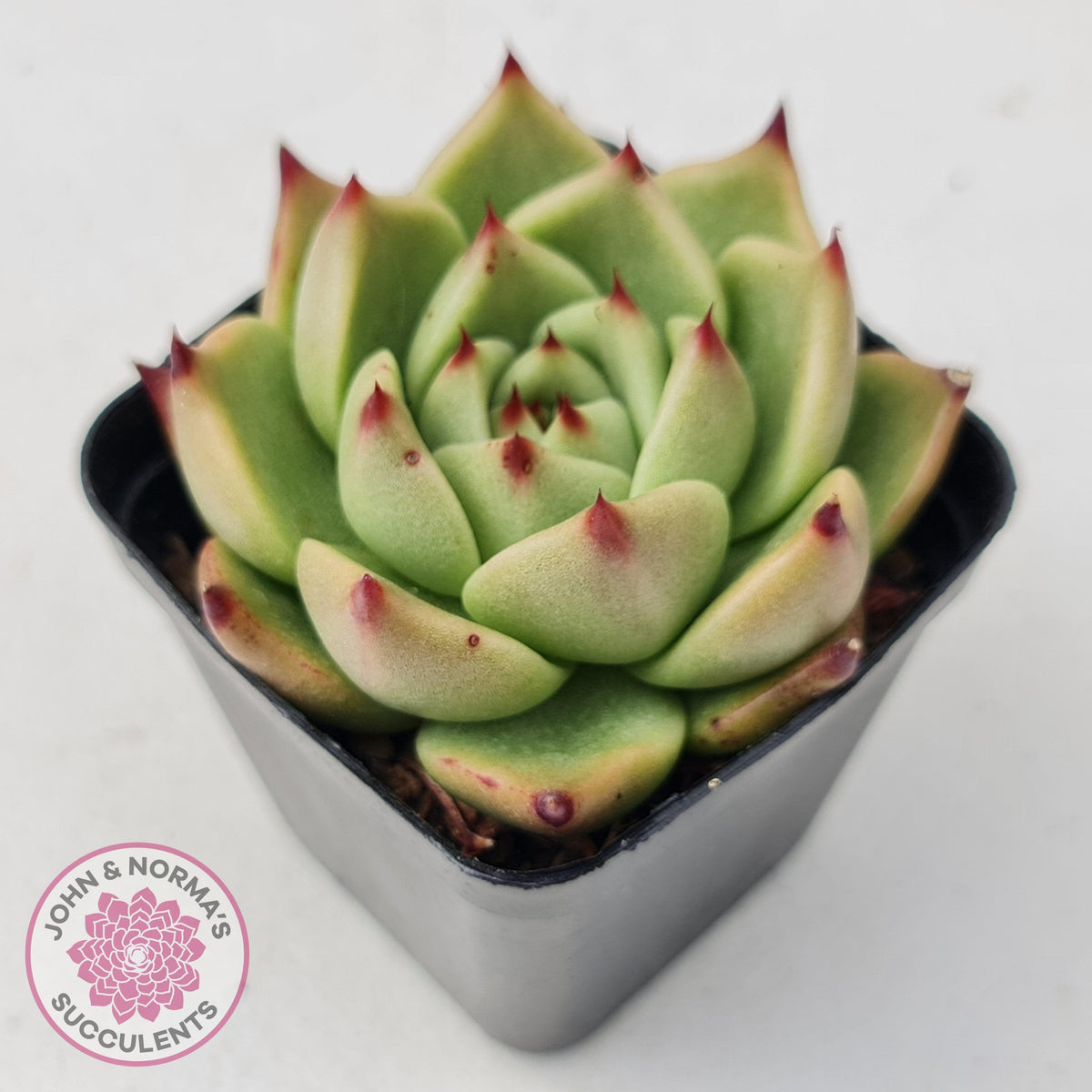 Echeveria Blue Dragon